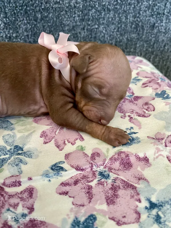 Aleu – American Hairless Terrier puppy for sale in Belton, TX