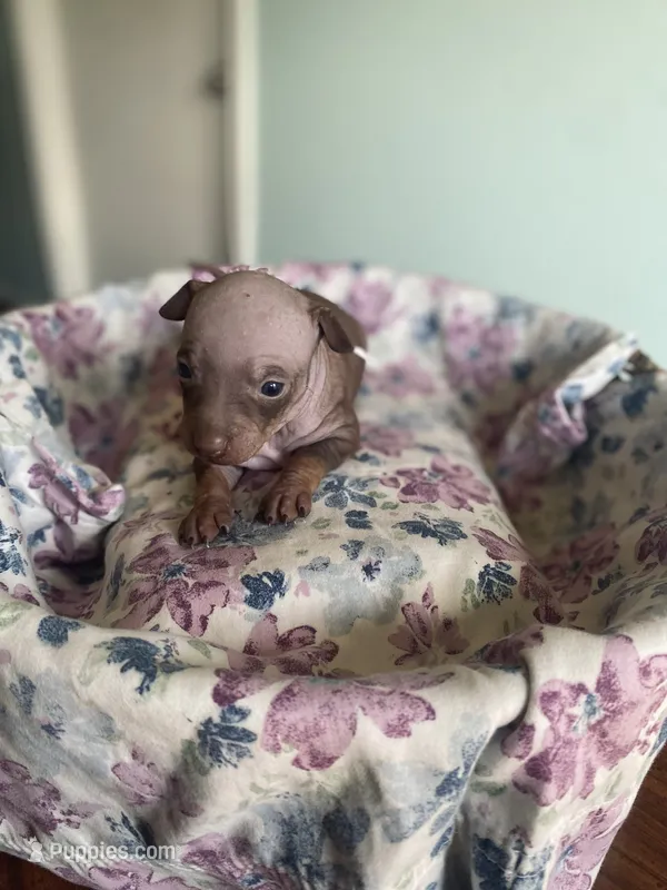 Aleu – American Hairless Terrier puppy for sale in Belton, TX