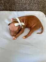 Balto, a male American Hairless Terrier for sale in Belton, TX – 3 of 4