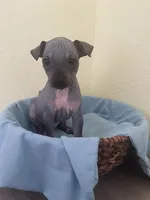Togo, a male American Hairless Terrier for sale in Belton, TX – 2 of 8