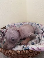 Aleu, a female American Hairless Terrier for sale in Belton, TX – 3 of 9