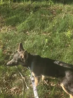 Katana, a female German Shepherd Dog for sale in Mechanicsville, VA – 5 of 5