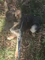 Dagger, a male German Shepherd Dog for sale in Mechanicsville, VA – 3 of 4