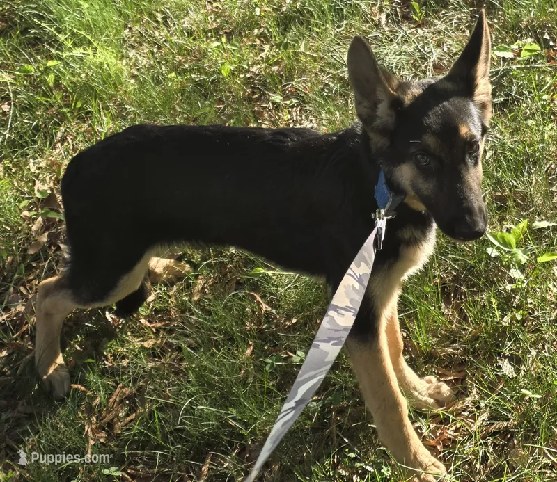 Stitch – German Shepherd Dog puppy for sale in Mechanicsville, VA