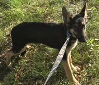 Stitch, a female German Shepherd Dog for sale in Mechanicsville, VA – 1 of 5