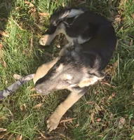 Soup, a female German Shepherd Dog for sale in Mechanicsville, VA – 1 of 6