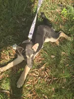 Soup, a female German Shepherd Dog for sale in Mechanicsville, VA – 5 of 6