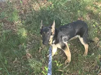Scar, a male German Shepherd Dog for sale in Mechanicsville, VA – 3 of 5