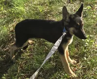 Stitch, a female German Shepherd Dog for sale in Mechanicsville, VA – 3 of 5