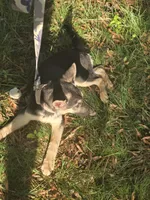Soup, a female German Shepherd Dog for sale in Mechanicsville, VA – 4 of 6