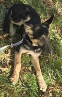 Stitch, a female German Shepherd Dog for sale in Mechanicsville, VA – 4 of 5