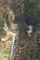 Katana, a female German Shepherd Dog for sale in Mechanicsville, VA – 1 of 5