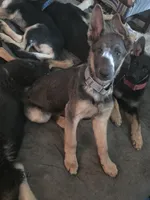 Dagger, a male German Shepherd Dog for sale in Mechanicsville, VA – 2 of 4