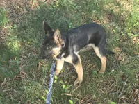 Scar, a male German Shepherd Dog for sale in Mechanicsville, VA – 5 of 5