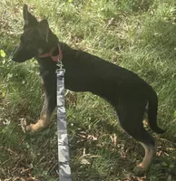 Scoop, a male German Shepherd Dog for sale in Mechanicsville, VA – 2 of 4