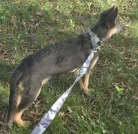 Dagger, a male German Shepherd Dog for sale in Mechanicsville, VA – 4 of 4