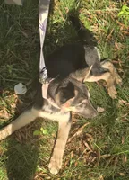 Soup, a female German Shepherd Dog for sale in Mechanicsville, VA – 2 of 6