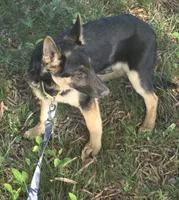 Scar, a male German Shepherd Dog for sale in Mechanicsville, VA – 2 of 5