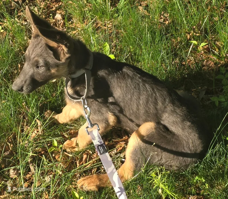 Dagger – German Shepherd Dog puppy for sale in Mechanicsville, VA