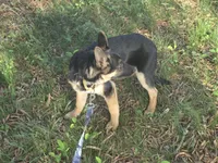 Scar, a male German Shepherd Dog for sale in Mechanicsville, VA – 4 of 5