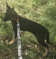 Scoop, a male German Shepherd Dog for sale in Mechanicsville, VA – 3 of 4