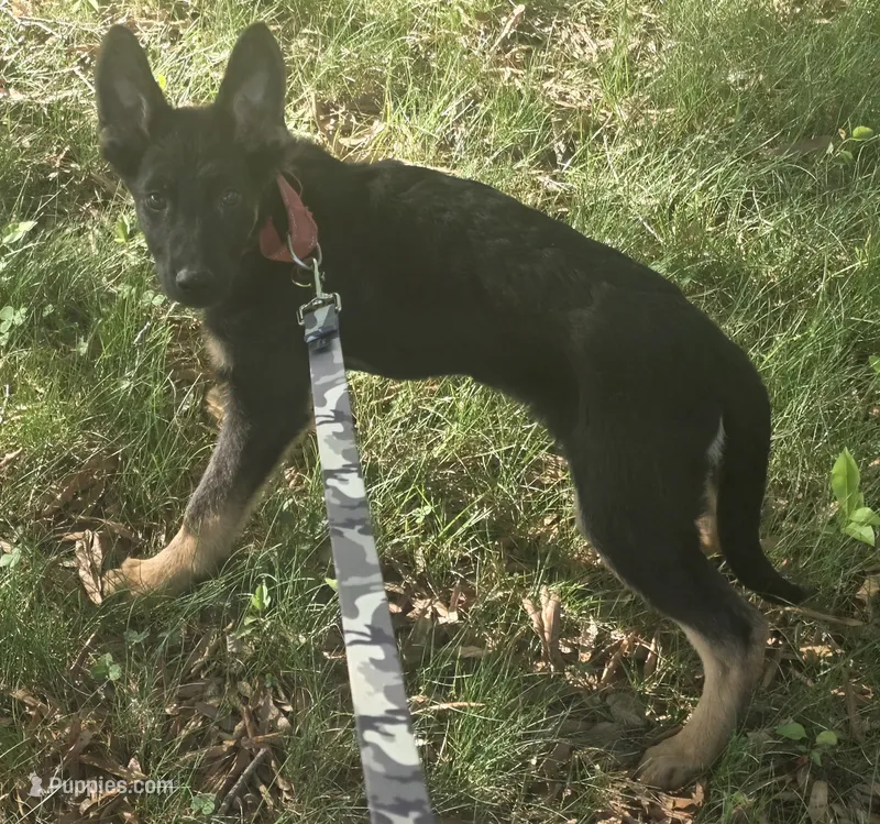 Scoop – German Shepherd Dog puppy for sale in Mechanicsville, VA