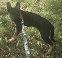 Scoop, a male German Shepherd Dog for sale in Mechanicsville, VA – 1 of 4