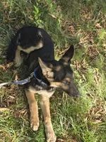 Stitch, a female German Shepherd Dog for sale in Mechanicsville, VA – 5 of 5