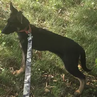Scoop, a male German Shepherd Dog for sale in Mechanicsville, VA – 4 of 4