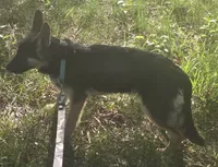 Katana, a female German Shepherd Dog for sale in Mechanicsville, VA – 3 of 5