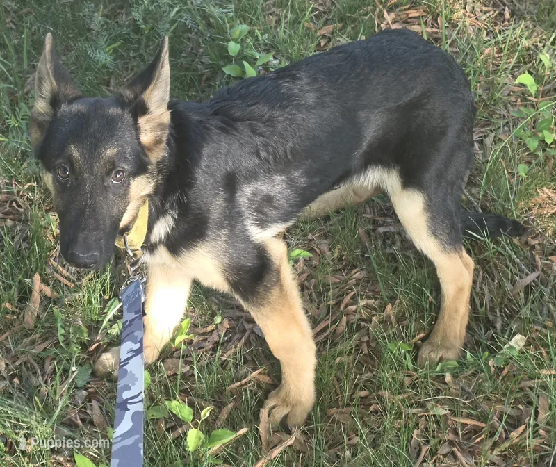 Scar – German Shepherd Dog puppy for sale in Mechanicsville, VA