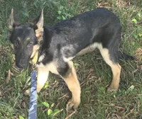 Scar, a male German Shepherd Dog for sale in Mechanicsville, VA – 1 of 5
