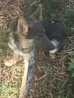 Katana, a female German Shepherd Dog for sale in Mechanicsville, VA – 2 of 5