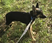 Stitch, a female German Shepherd Dog for sale in Mechanicsville, VA – 2 of 5