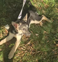 Soup, a female German Shepherd Dog for sale in Mechanicsville, VA – 3 of 6