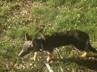 Katana, a female German Shepherd Dog for sale in Mechanicsville, VA – 4 of 5