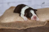 Boy 3, a male Australian Shepherd for sale in Athens, AL – 5 of 10
