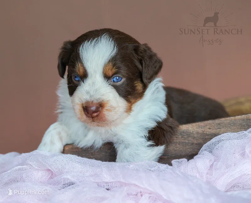 Girl 4 – Australian Shepherd puppy for sale in Athens, AL