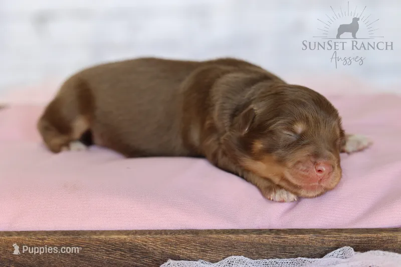 Girl 3 – Australian Shepherd puppy for sale in Athens, AL