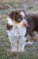 Girl 4, a female Australian Shepherd for sale in Athens, AL – 3 of 9