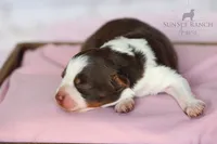 Girl 4, a female Australian Shepherd for sale in Athens, AL – 7 of 8