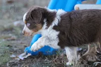 Girl 4, a female Australian Shepherd for sale in Athens, AL – 4 of 9