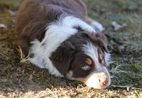 Boy 3, a male Australian Shepherd for sale in Athens, AL – 9 of 9
