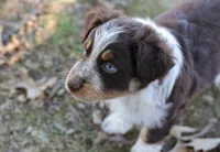 Boy 3, a male Australian Shepherd for sale in Athens, AL – 8 of 9