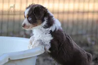 Girl 4, a female Australian Shepherd for sale in Athens, AL – 6 of 9