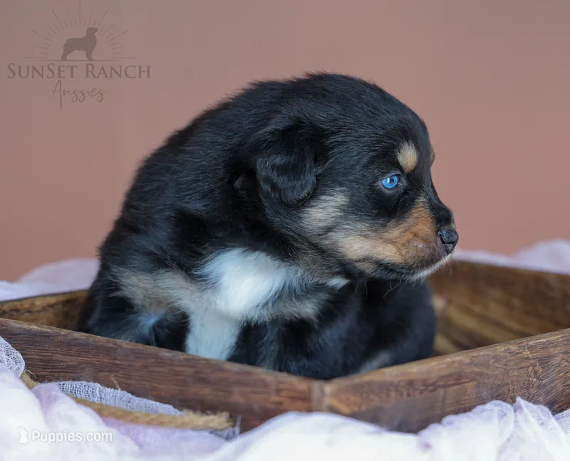 Girl 2 – Australian Shepherd puppy for sale in Athens, AL