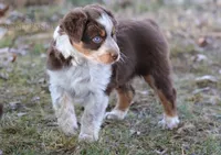 Girl 4, a female Australian Shepherd for sale in Athens, AL – 1 of 9