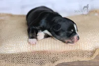 Boy 2, a male Australian Shepherd for sale in Athens, AL – 3 of 6