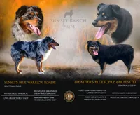 Boy 2, a male Australian Shepherd for sale in Athens, AL – 6 of 6