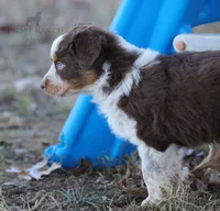 Girl 4, a female Australian Shepherd for sale in Athens, AL – 7 of 9